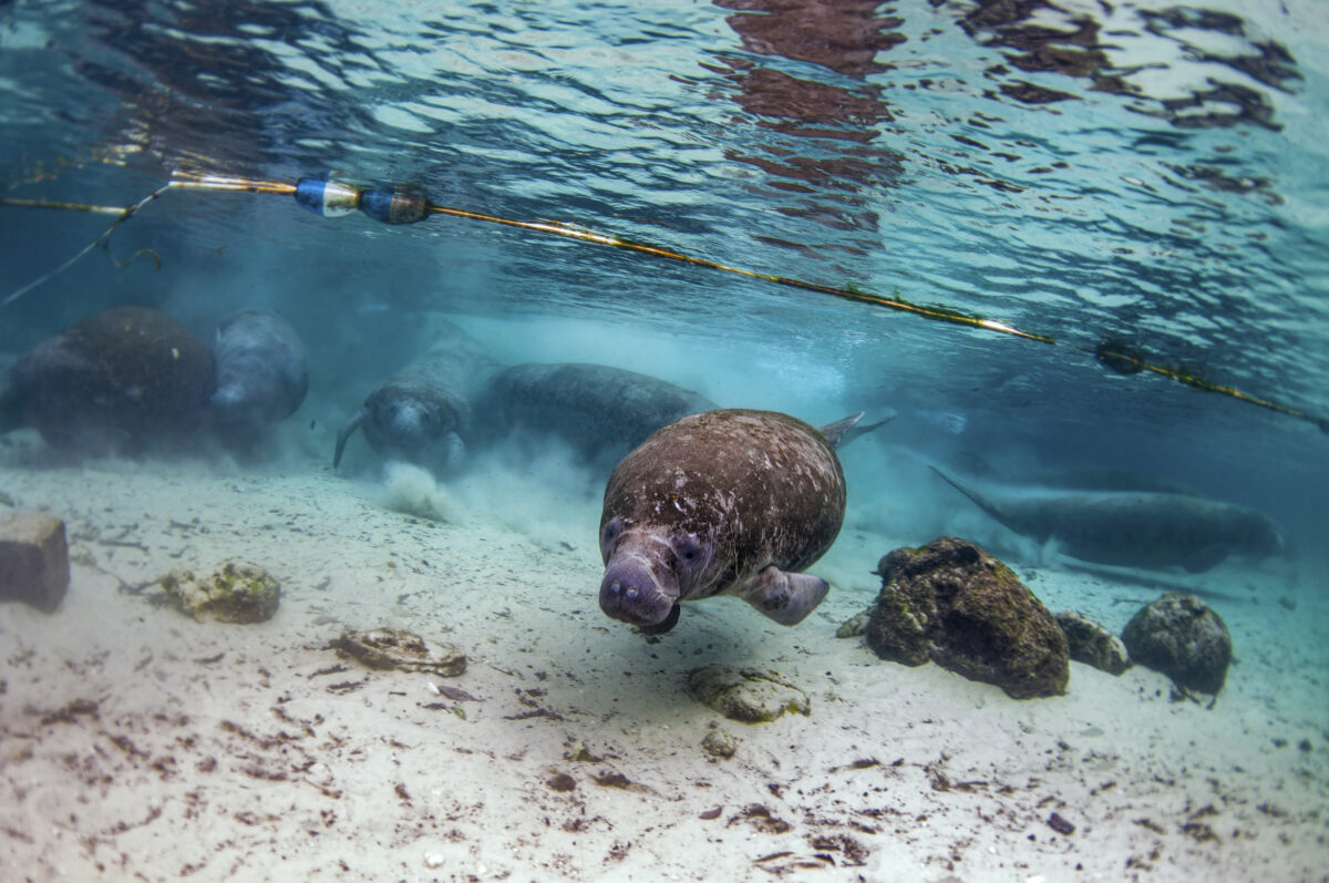 Swimming with manatees in the clear waters of the Crystal River Springs