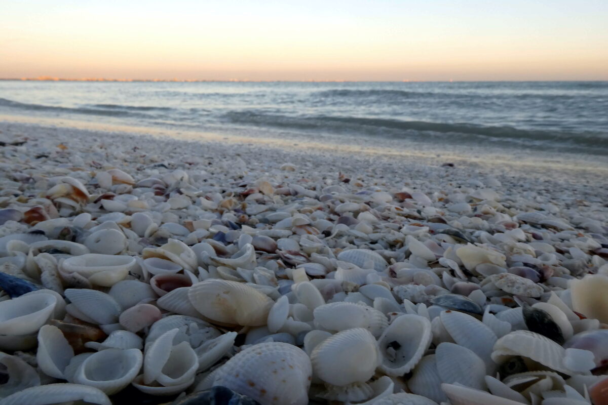 Sanibel Island
Beach covered in seashells
sunset picture
Sanibel Beach, Florida