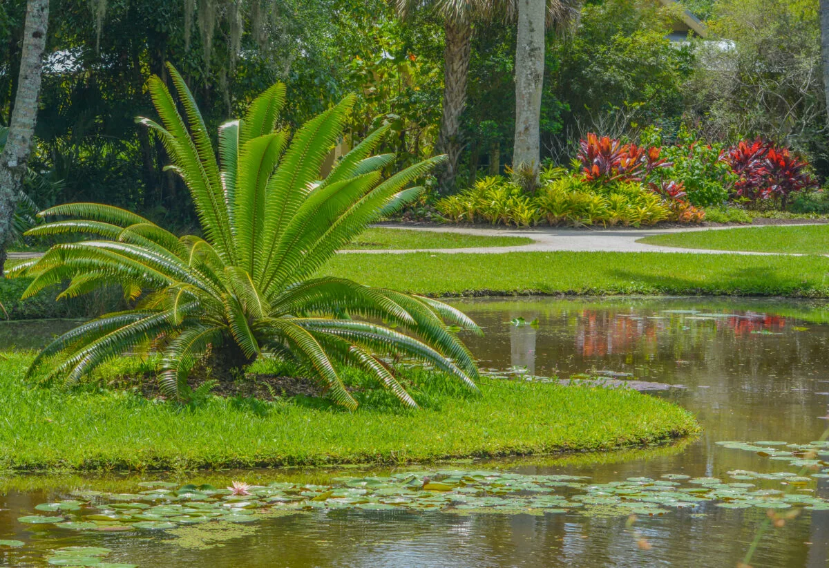 Cycas Siamensis (Cycas Panzhihuaensis) at Mckee Botanical Gardnes in Vero Beach Florida