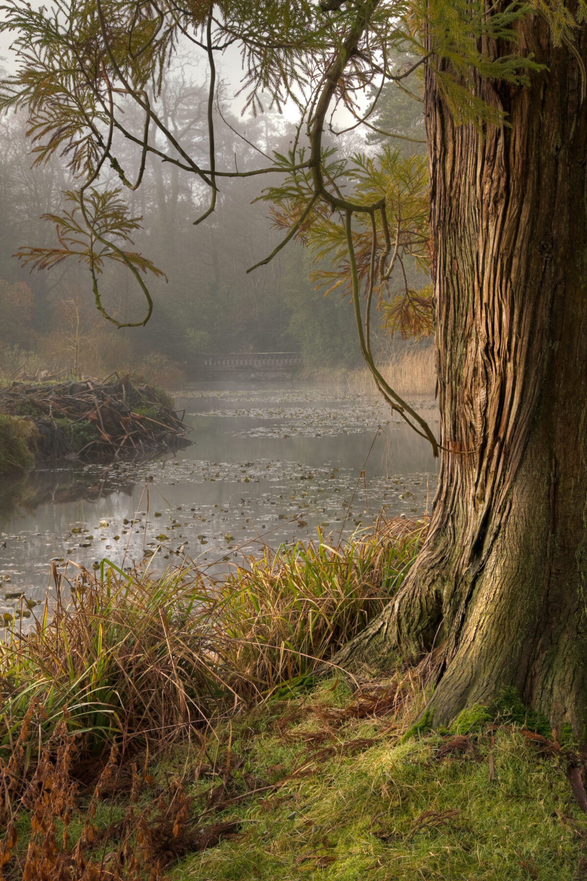 Tree in Fota Arboretum and Gardens with misty background