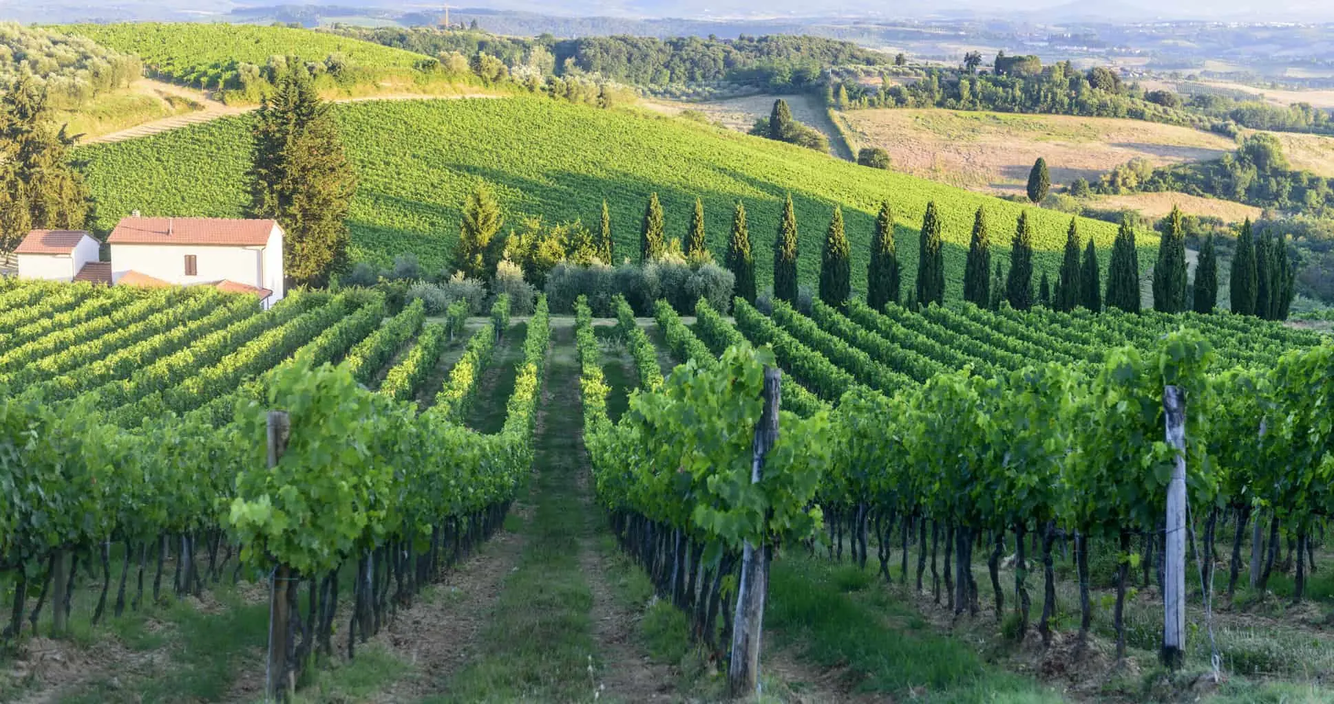 Chianti vineyards in Tuscany turning colour in autumn