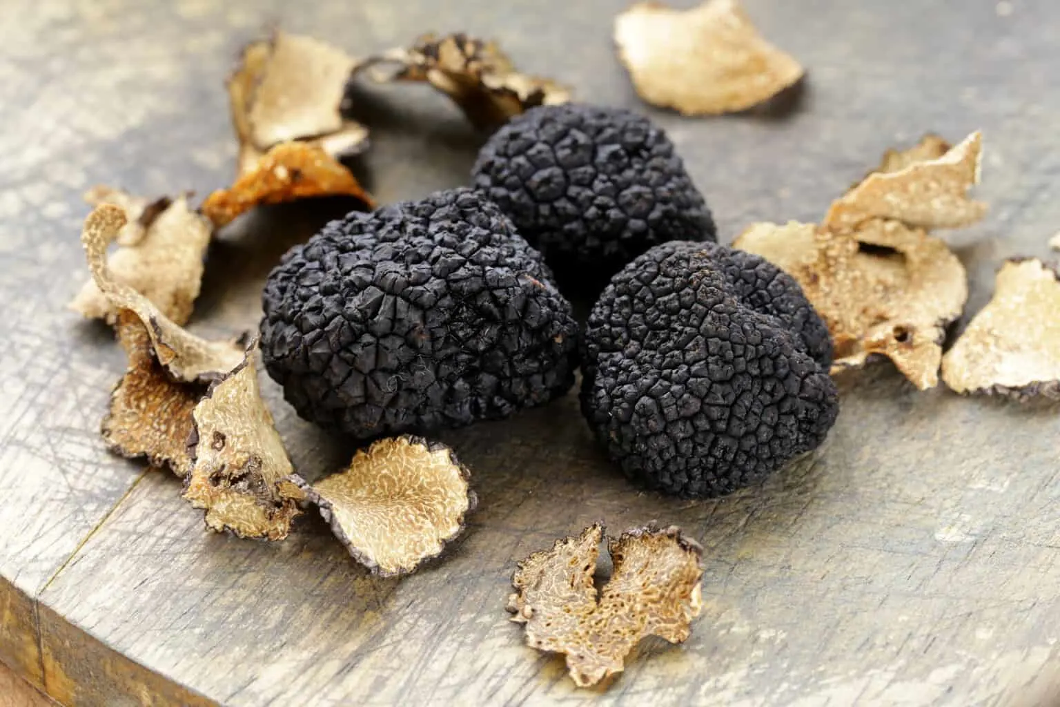 White truffles in Tuscany during autumn near Florence