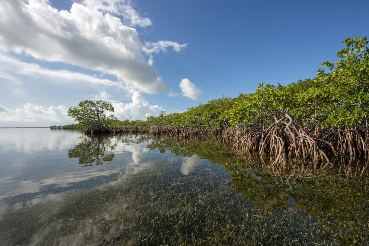Mangrove coast reflected in the waters of Biscayne National Park, Florida with clouds in background sky