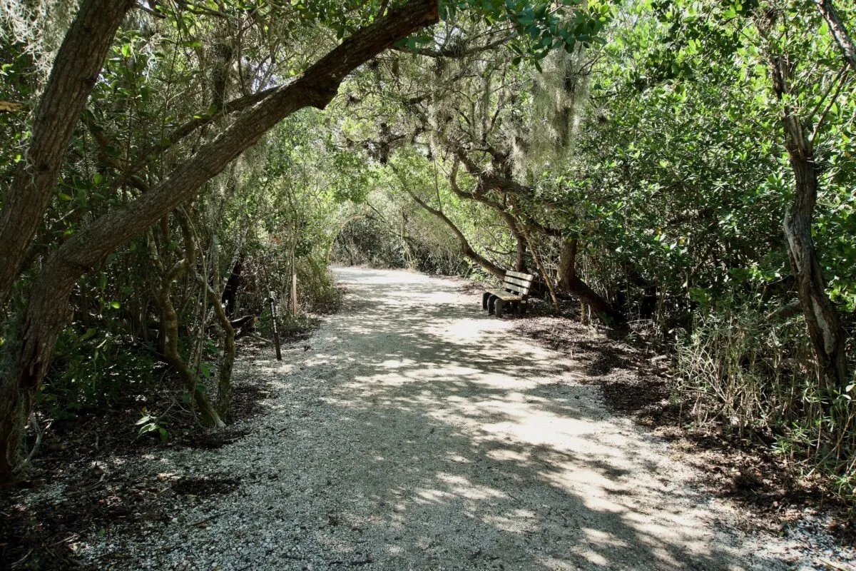 Crushed shell trail through De Soto National Memorial. Canopy of Trees above