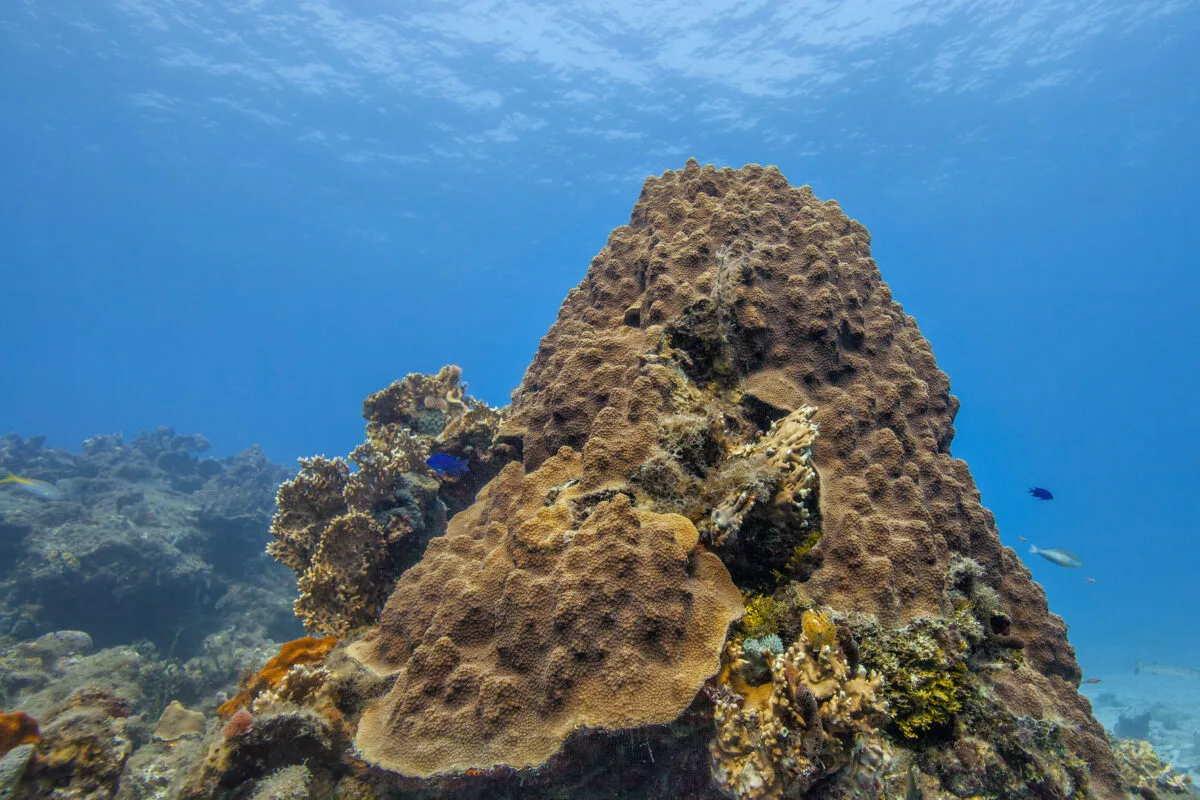 Tropical fish and coral reefs in Dry Tortugas National Park