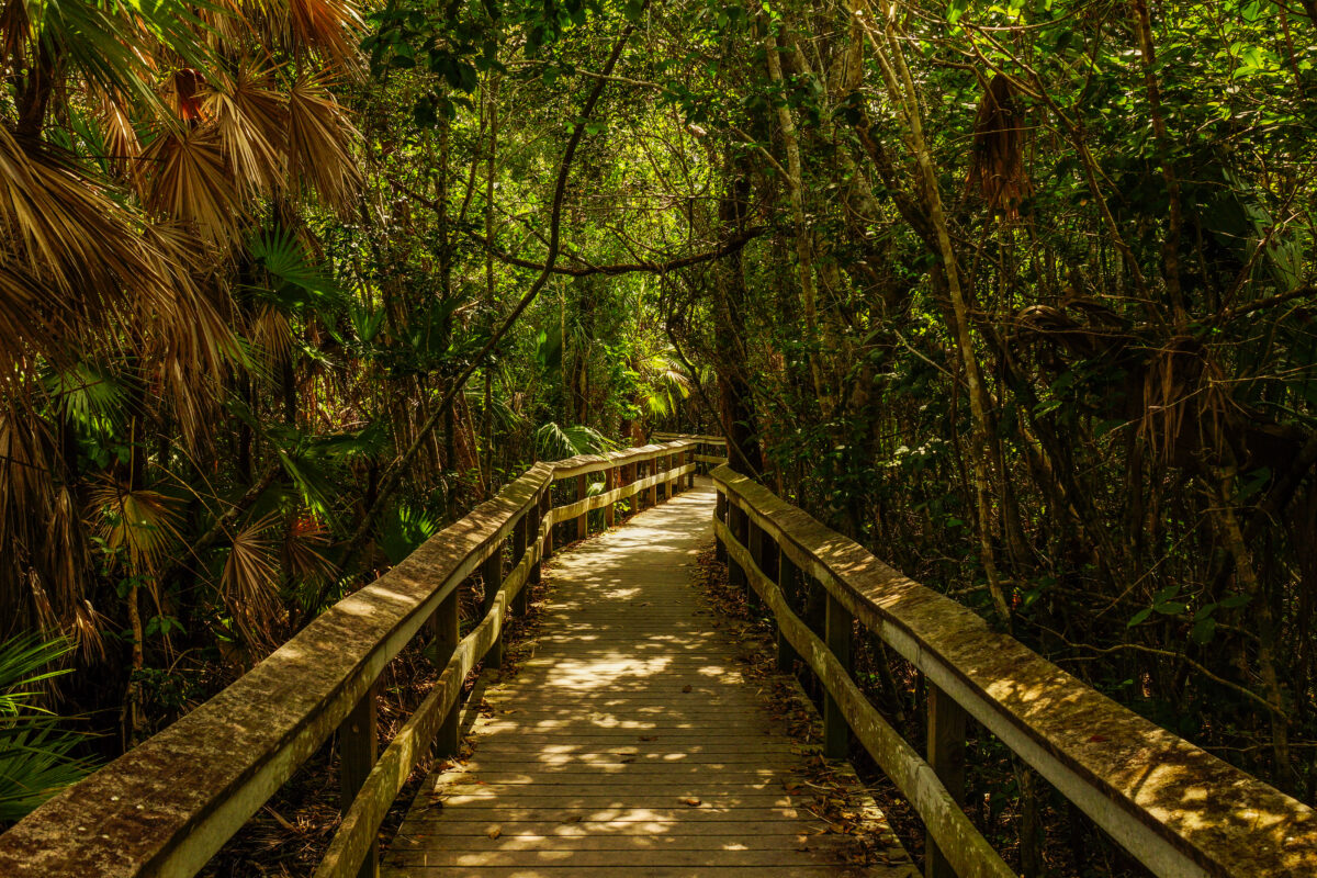 Mahogany Hammock in Everglades National Park in Florida
Boardwalk through a forest of trees 
