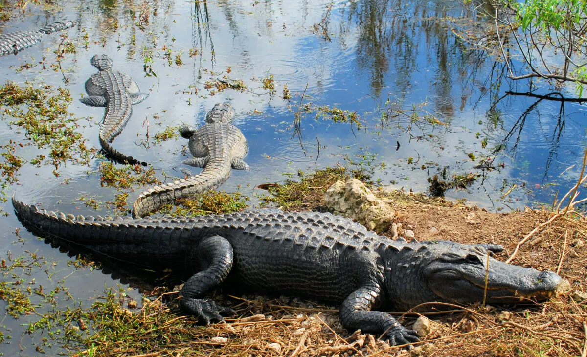 Alligators at Gator Hole in Everglades National Park in Florida