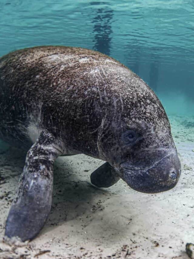 9 Things To Add To Your Florida Nature Bucket List Story