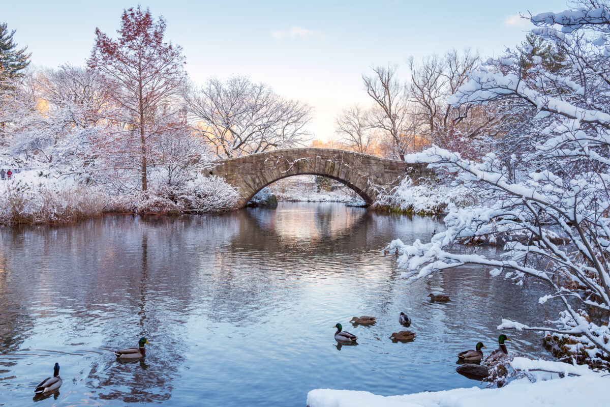 Gapstow Bridge in Central Park, covered in snow, Ducks in the water.