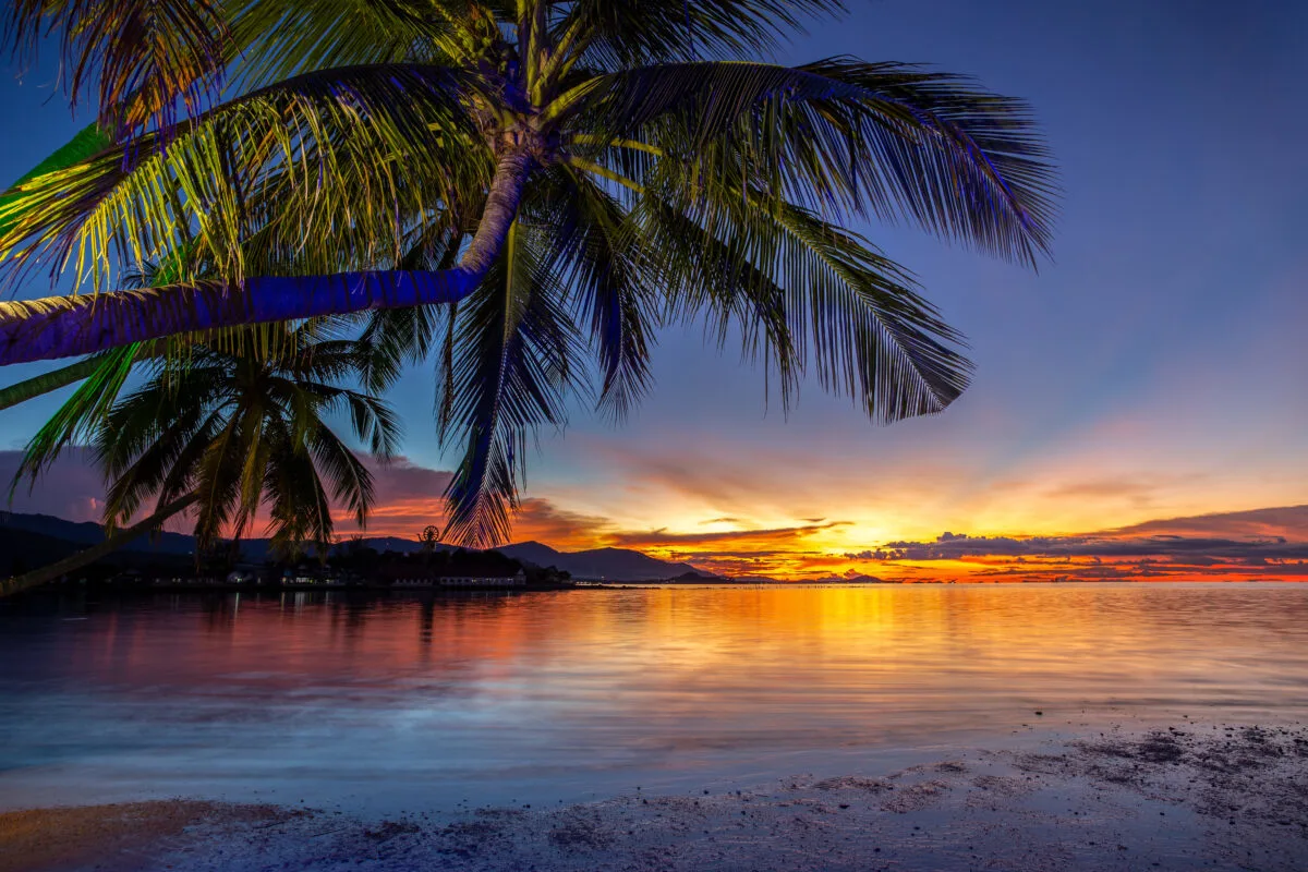 Koh Samui, Thailand with a Beautiful sunset and coconut palm tree on the beach 