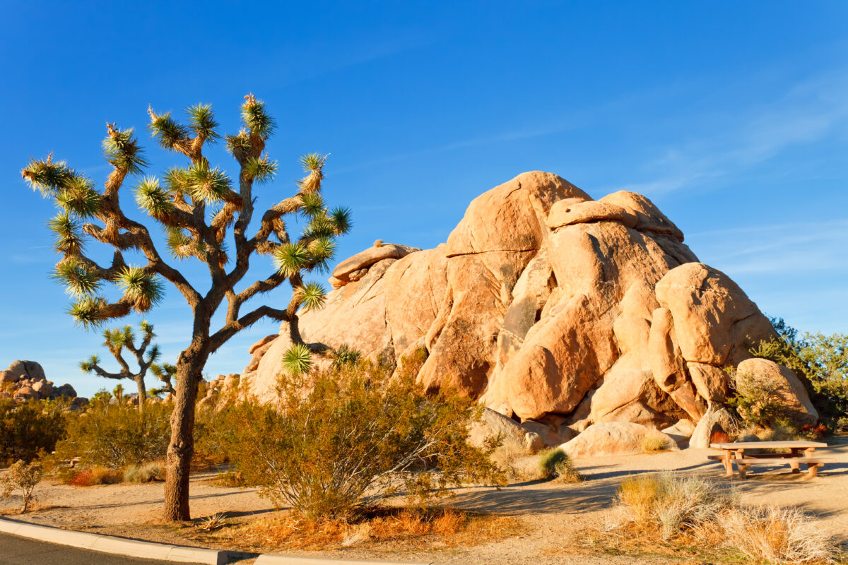 Joshua Tree National Park at Sunrise with a Joshua Tree and large rock formation in the background