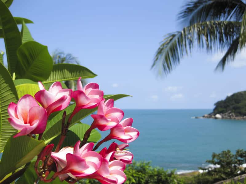 Koh Samui beach with flowers