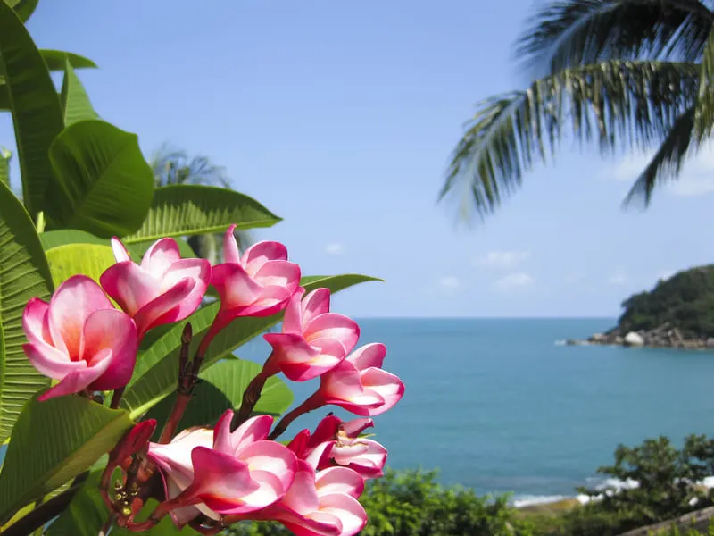 Koh Samui beach with flowers