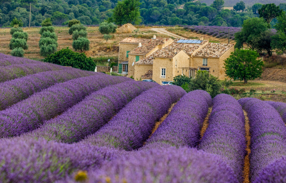 Lavender fields in Assisi Italy