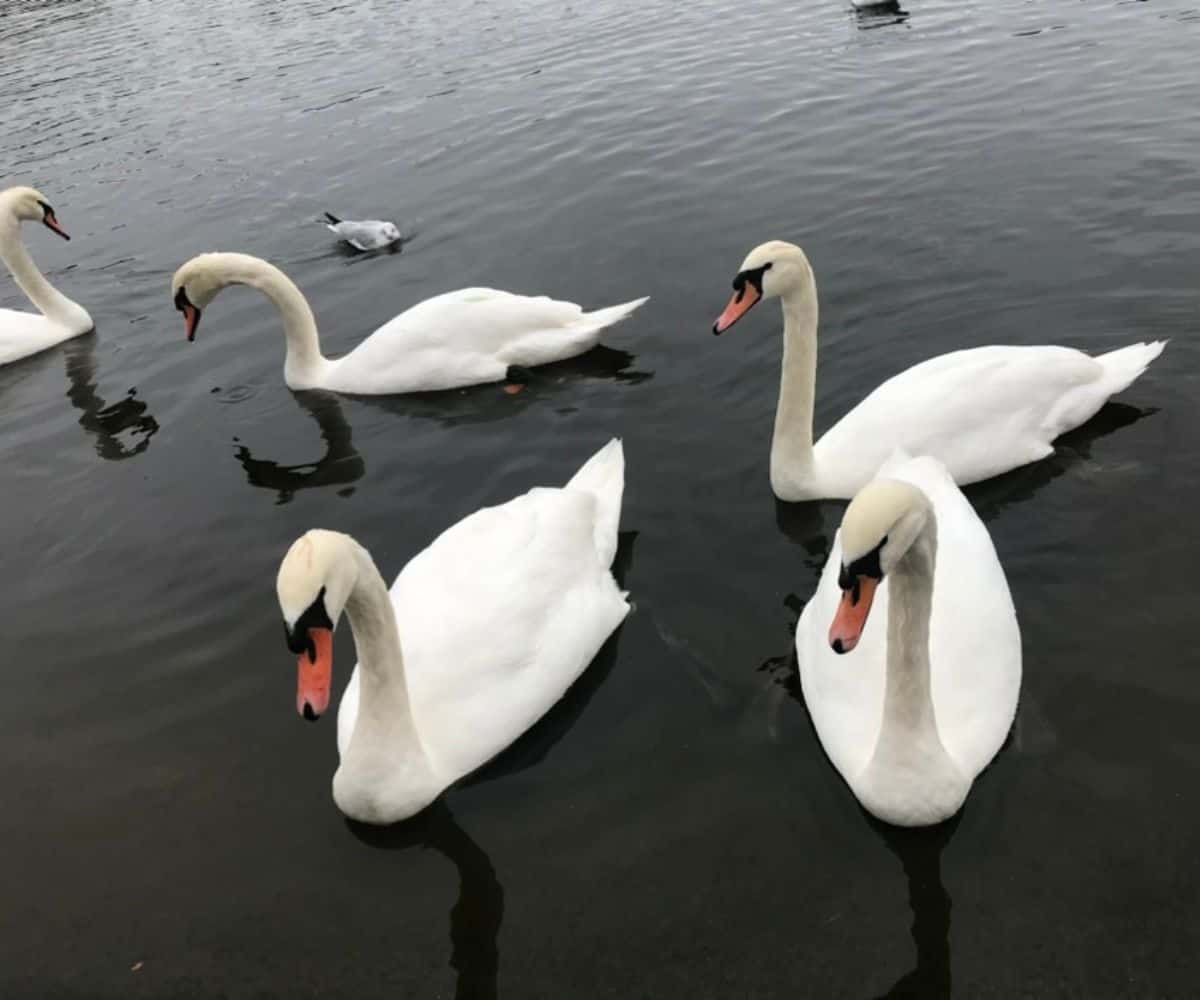 five swans swimming in a London lake and another white bird in the background