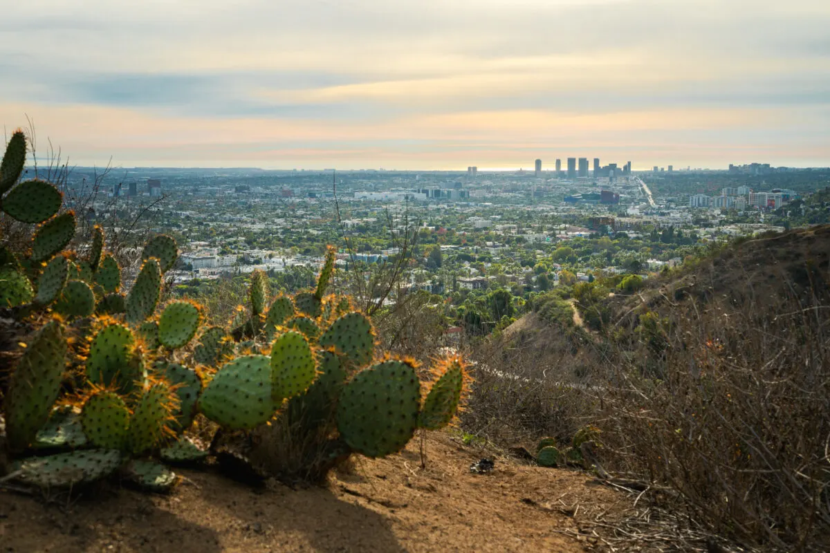 hiking trail in Runyon Canyon Los Angeles with a group of cactus