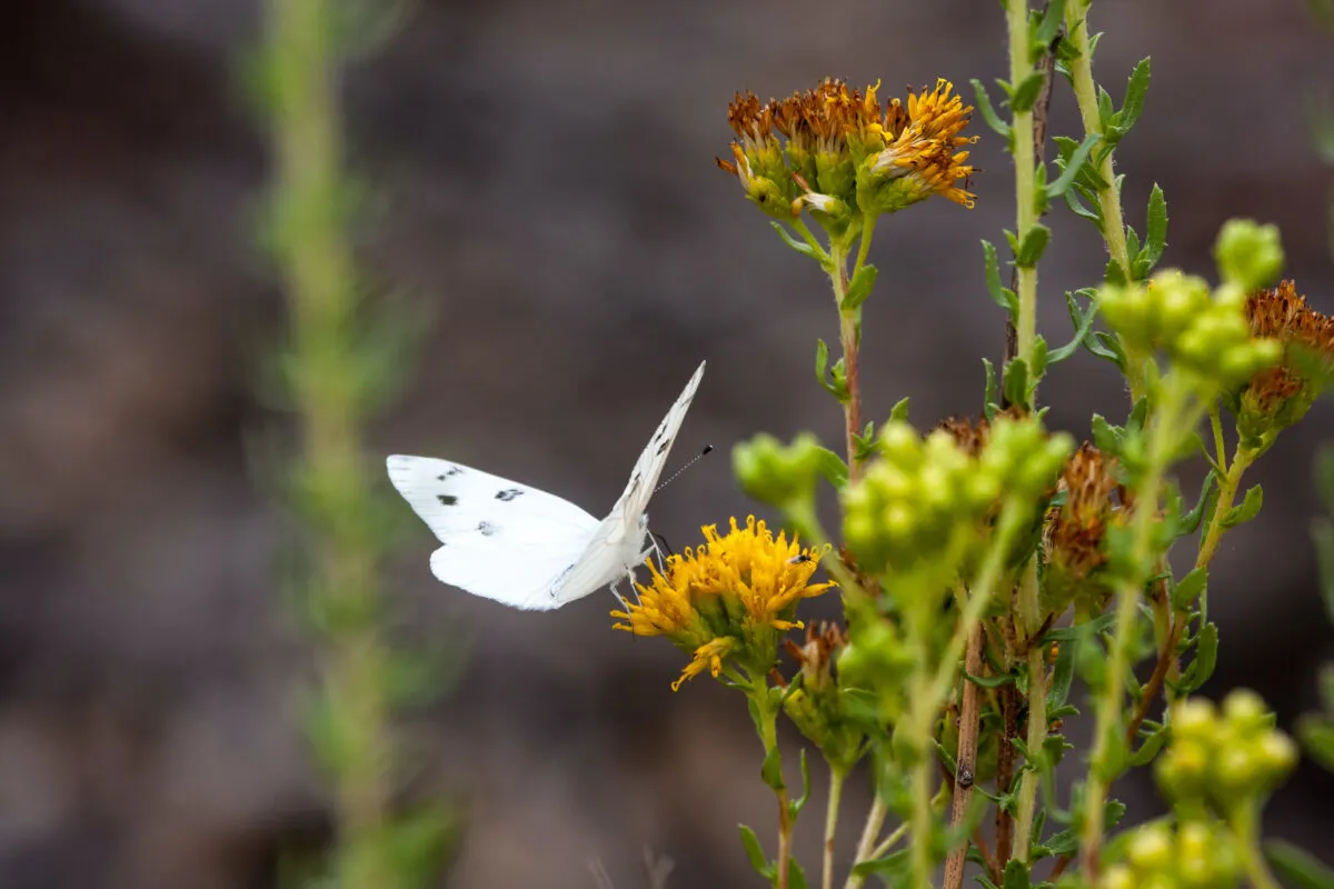 Photo of a checkered White Butterfly on a flower at Laguna Coast Wilderness Park