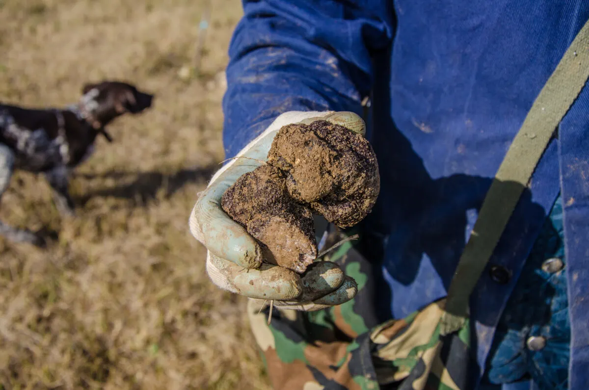 Truffle in a man's hand in Umbria, Italy