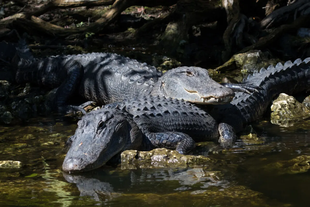 two alligators at Alligator Harbor Aquatic Preserve