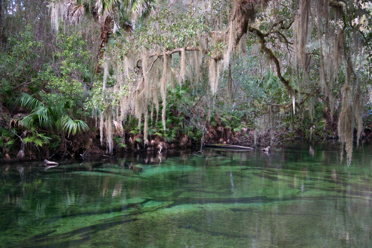 blue swamp with spanish moss at Blue Spring State Park