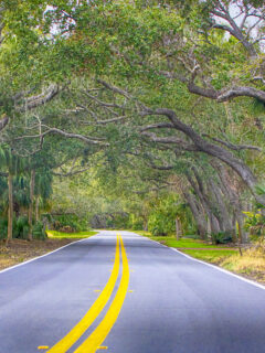 Ormond Scenic Loop Florida with trees and plams surrounding the road