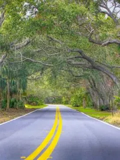 Ormond Scenic Loop Florida with trees and plams surrounding the road