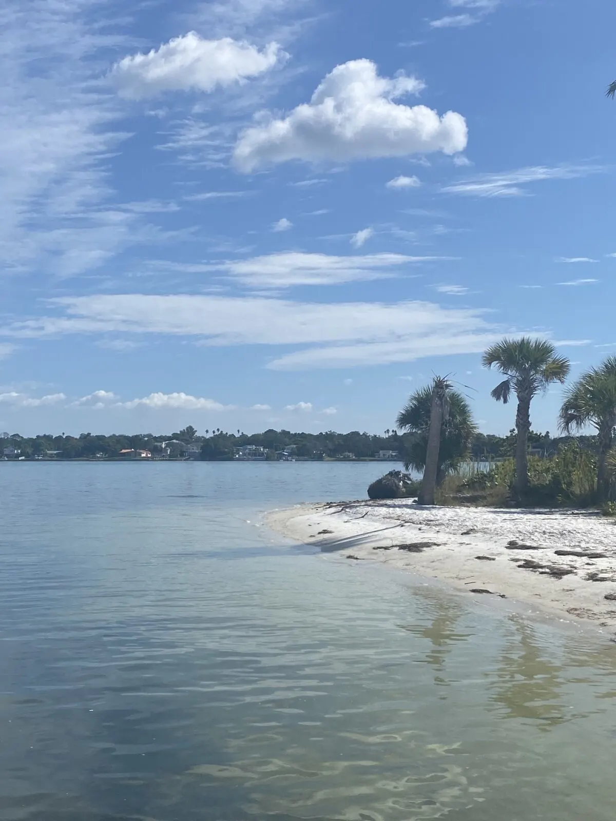 Florida coast at sandy beach with palm trees in the background