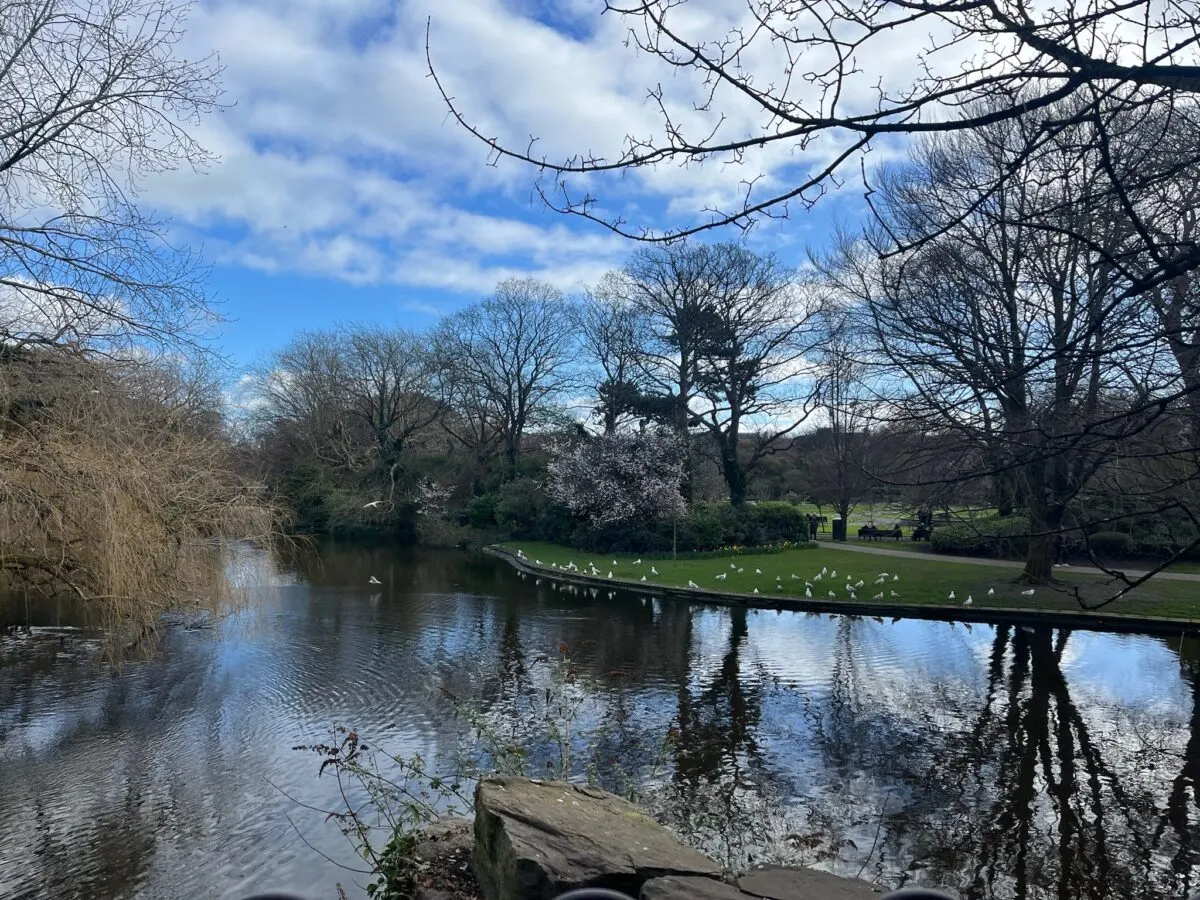 Park in Galway, Ireland with trees budding and the river running through the scenery with white birds in the grass. Galway Activities