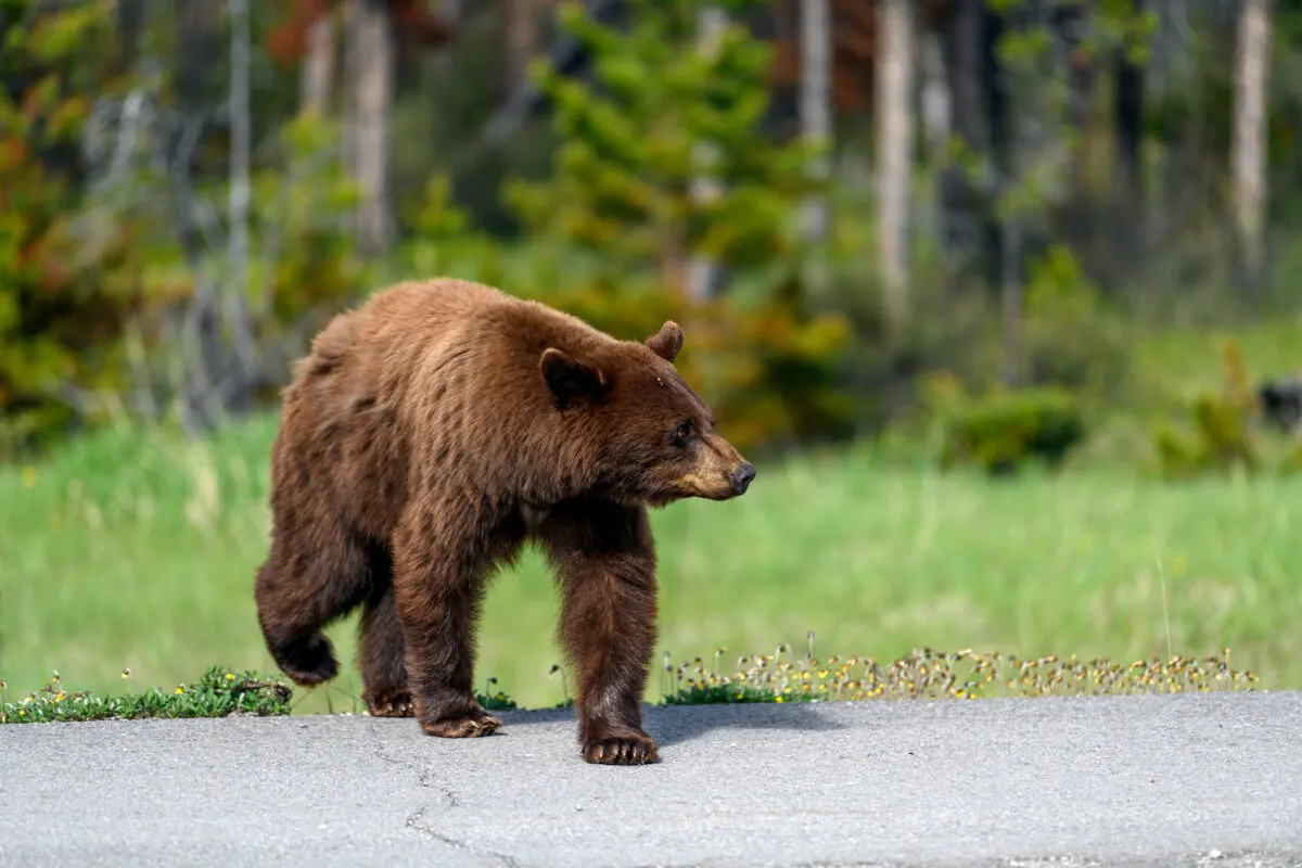 American brown bear approaching on the road