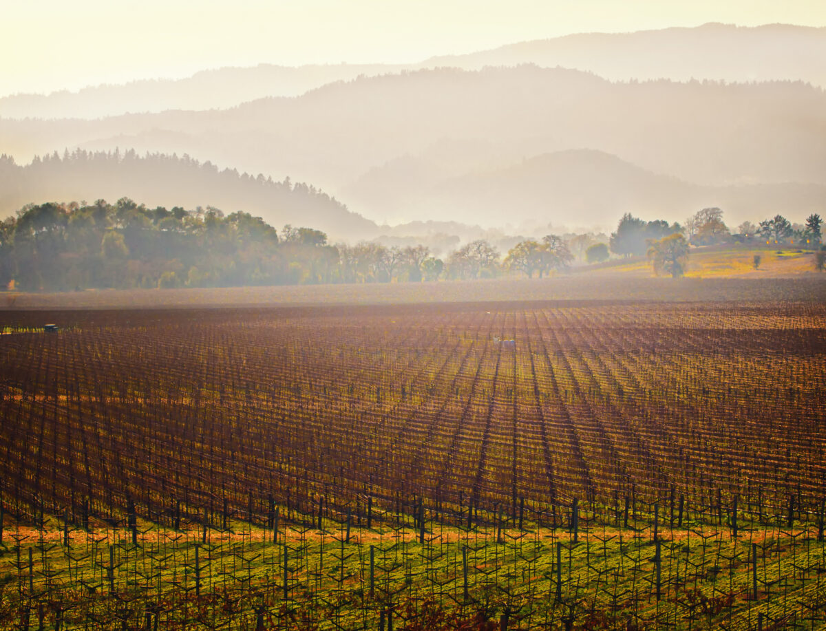 vineyard in Napa Valley with mountains 
