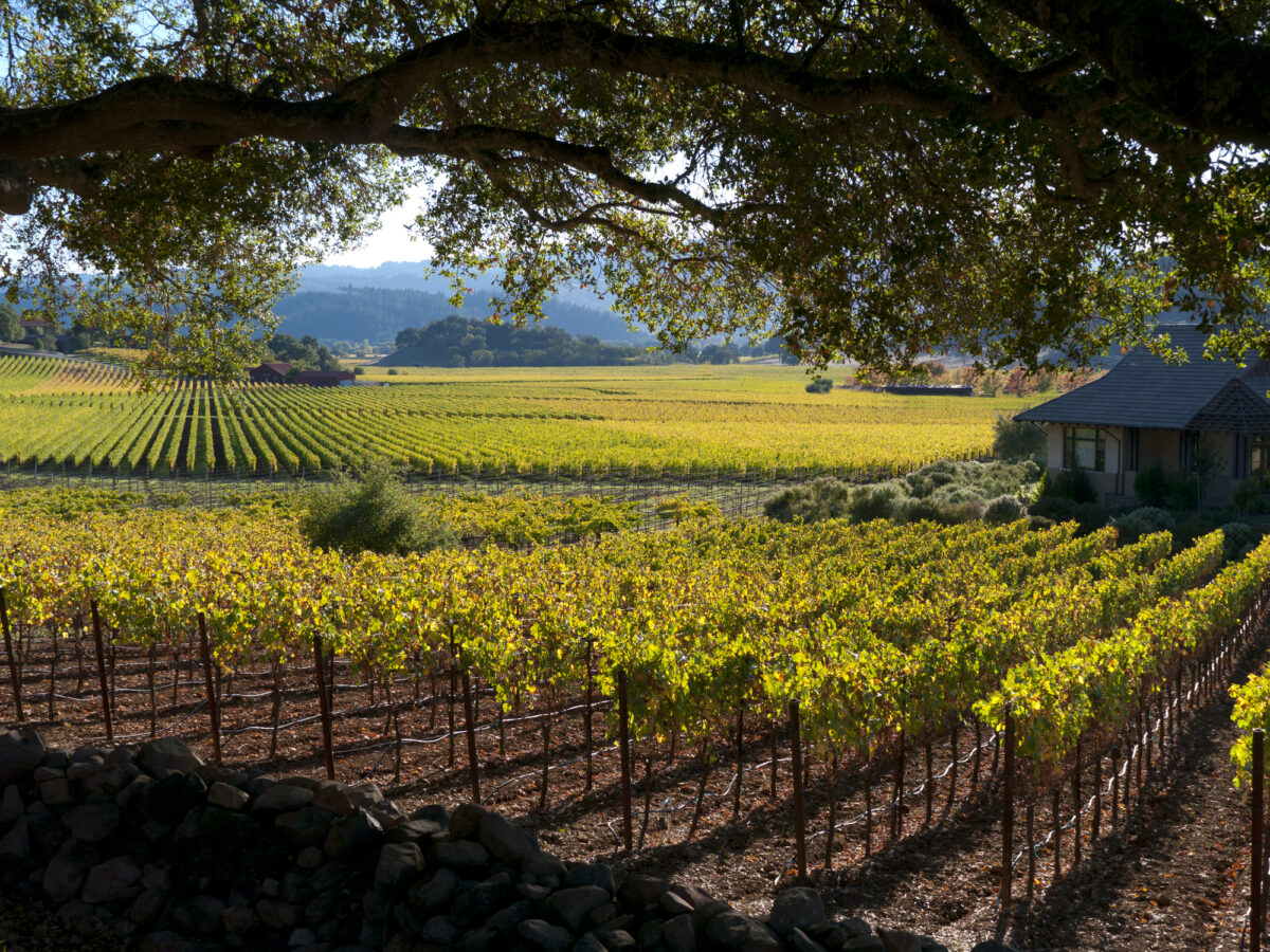 green vineyard in Napa Valley california