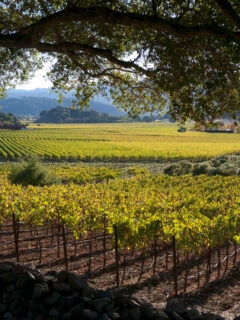 vinyard in Napa Valley California