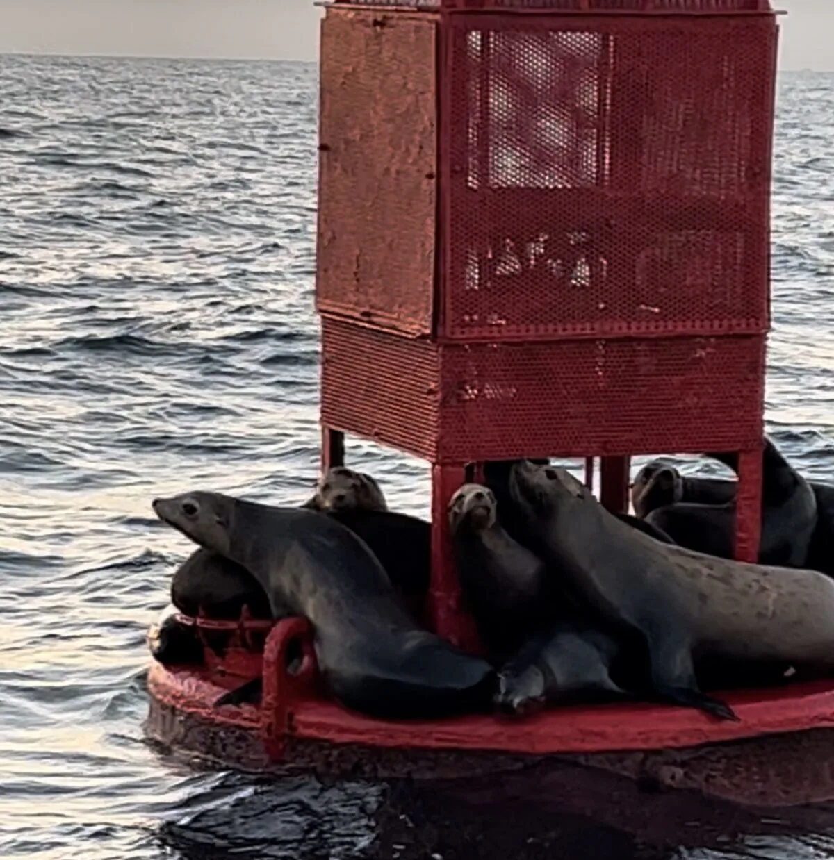 A dingy floating in the Pacific Ocean full on seals