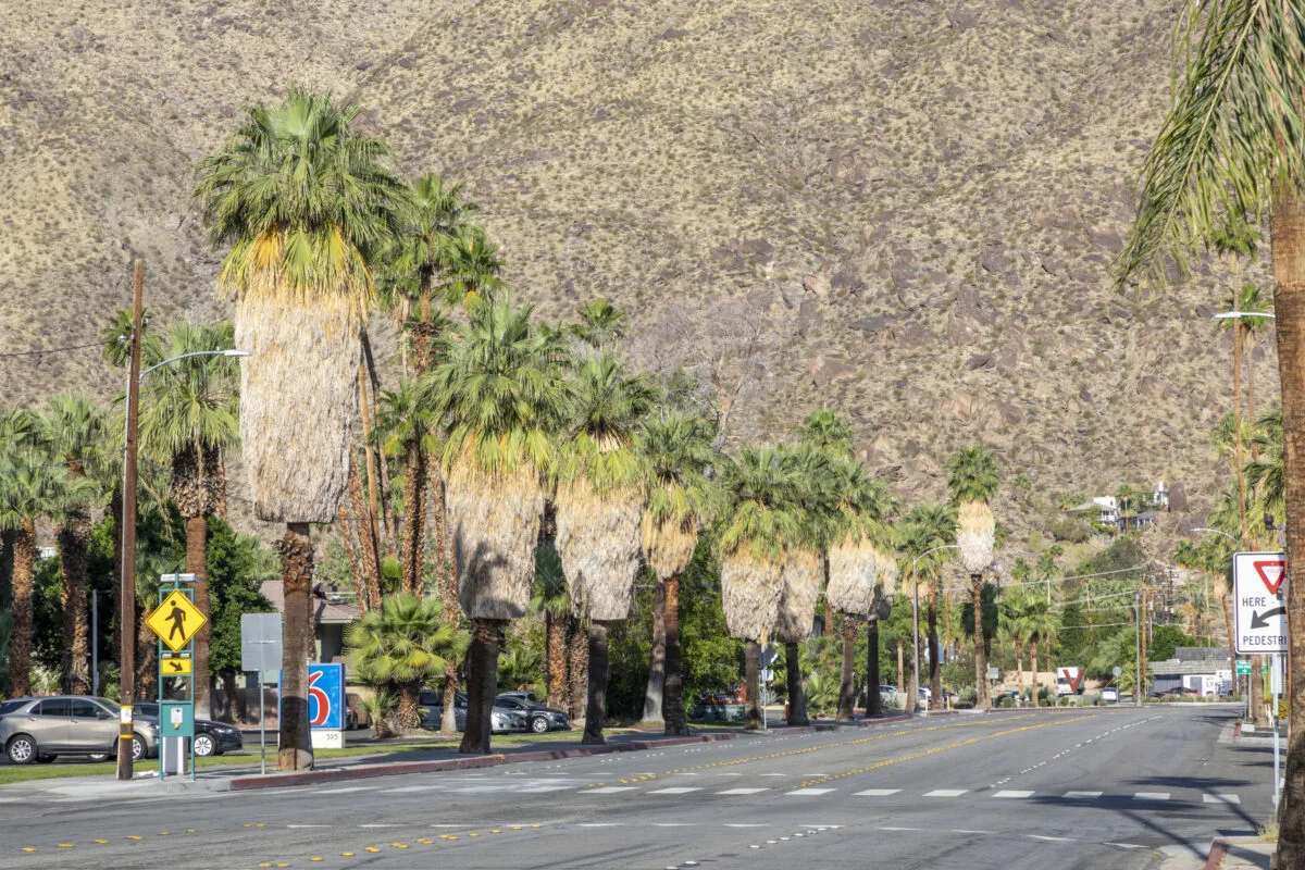 A street of palm trees at Palm Canyon Drive with mountains as the background