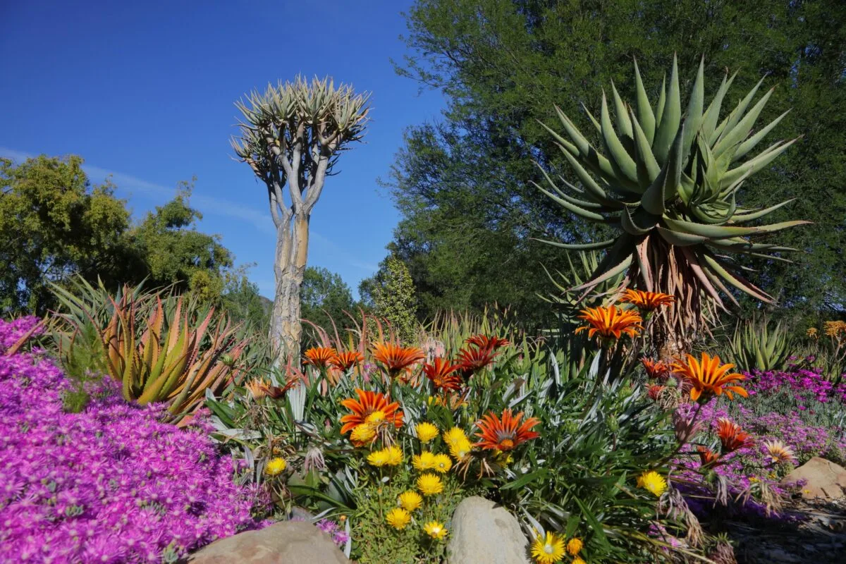 Photo of beautiful tropical and colorful plants at the Taft Botanical Gardens in Ojai, California