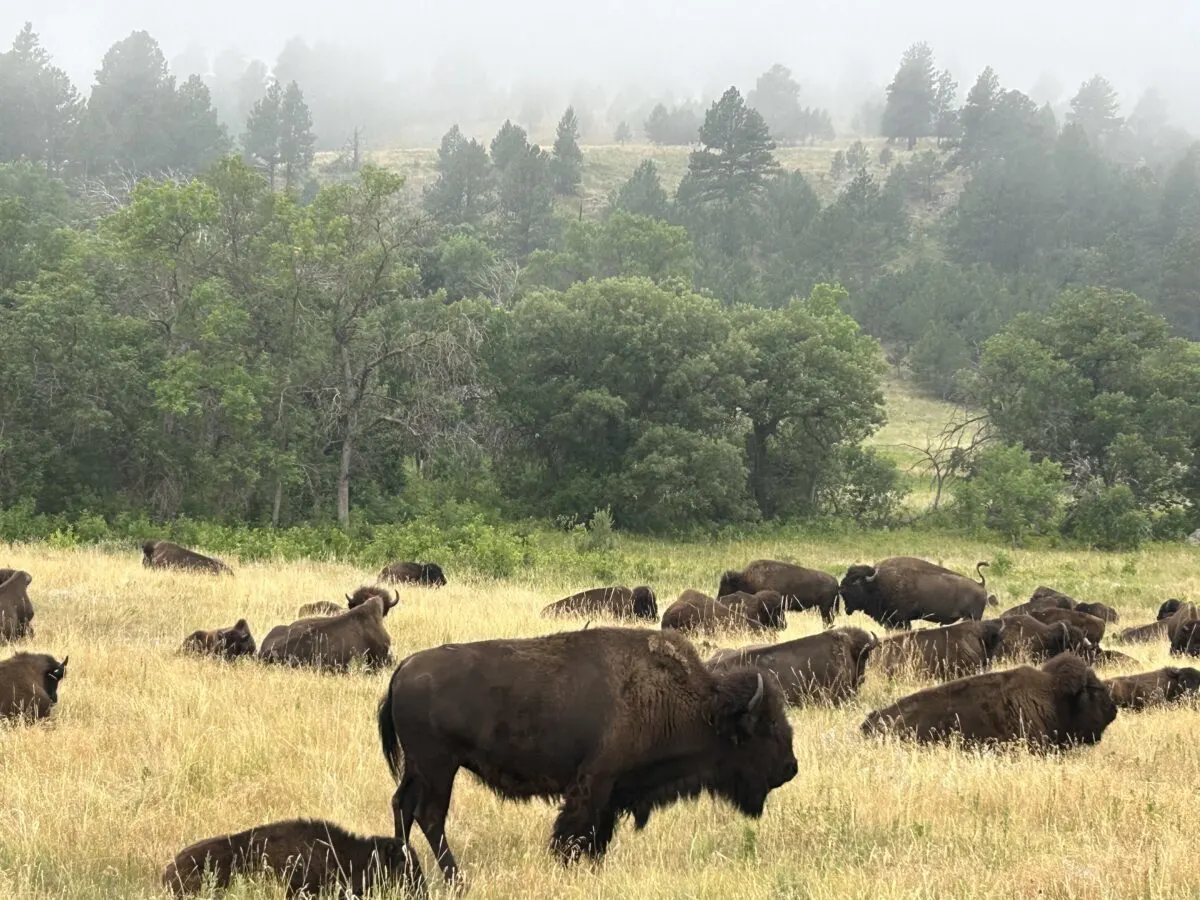 a herd of bison grazing off Thw wildlife loop trail in South Dakota