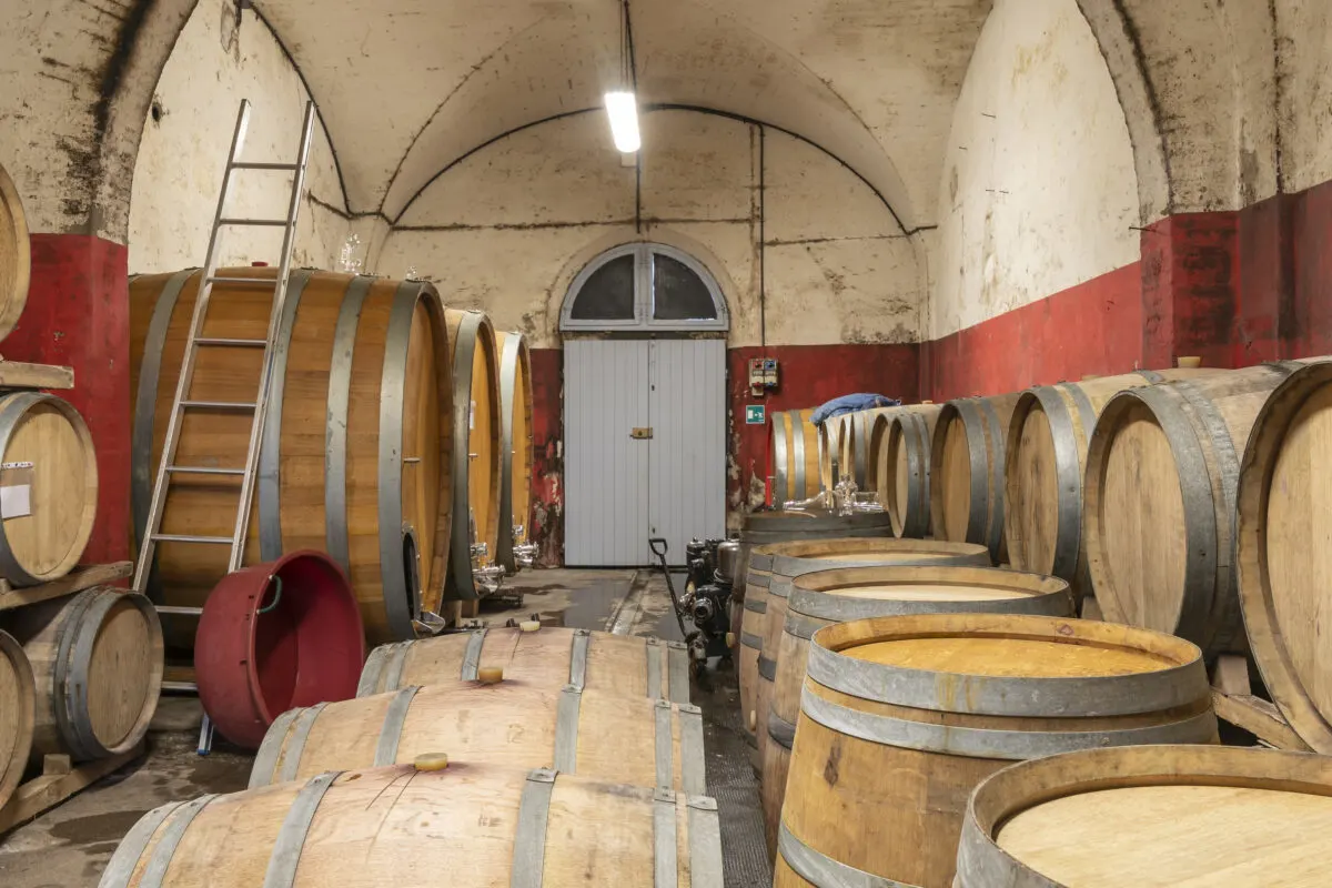 many barrels of wine in barrels in an Italian wine cellar at a winery