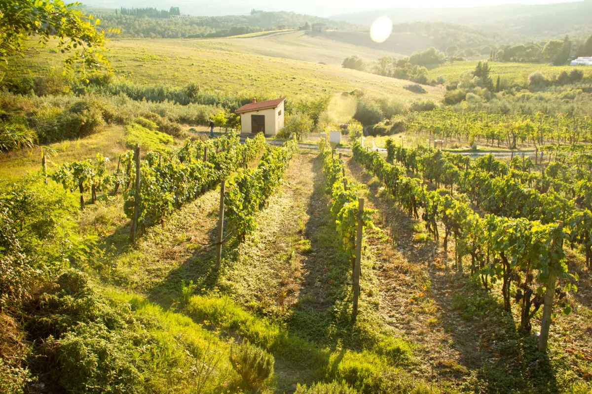 A beautiful sunny day at a wine orchard