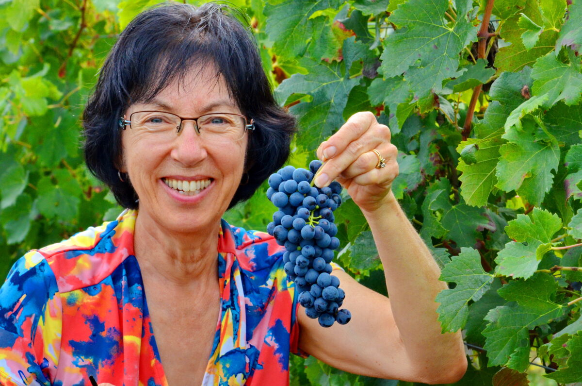 A woman smiling wearing glasses holding up a bunch of purple grapes at a vineyard