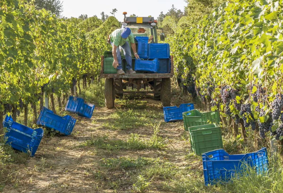 Man on the back bed of a truck in a Tuscany vineyard unloading green and blue crates onto the ground