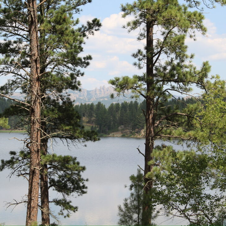 Scenic view of Pine trees in Black Hills South Dakota. Custer Stae Park.