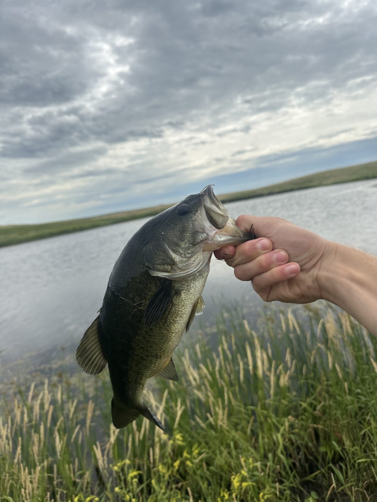 Mans hand holding a fish by the mouth