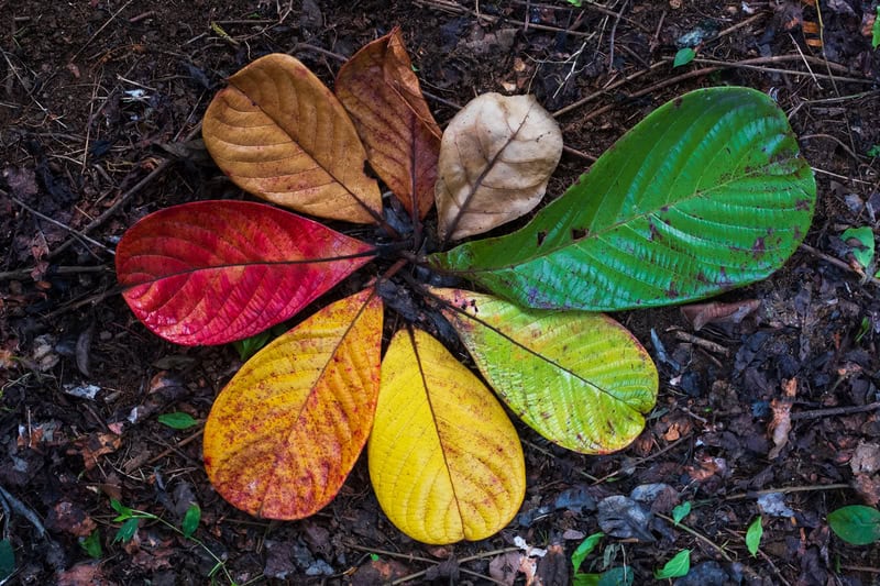 9 leaves showing the changing of colors from green to yellow to red to brown