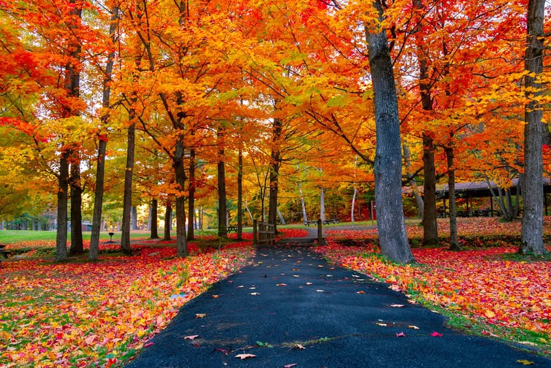 trees with orange leaves and a path