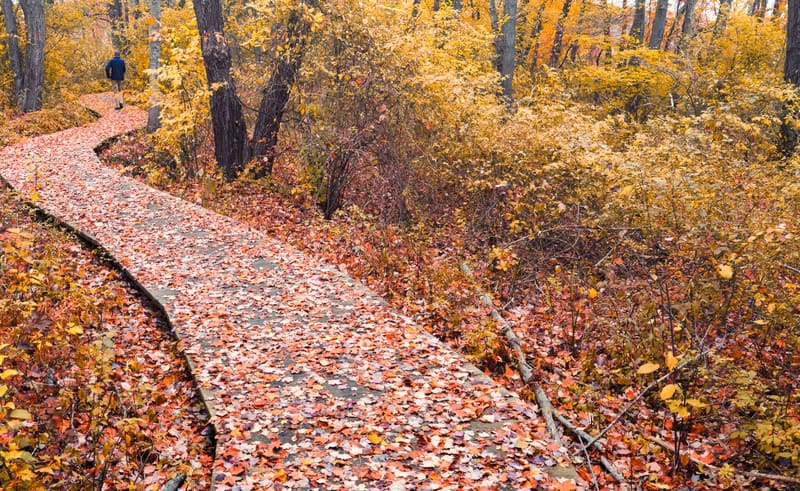 path with red and brown leaves on it