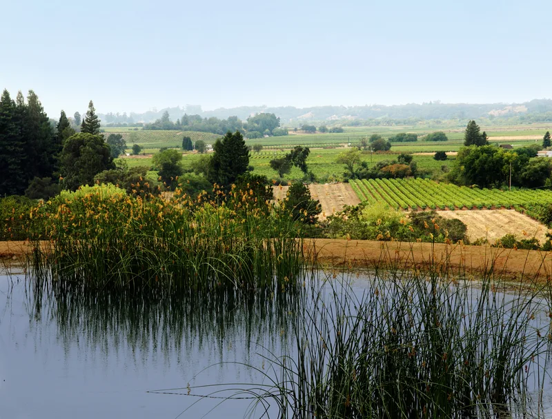 beautiful rolling green hills in Sonoma Valley California