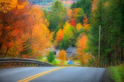 Vermont fall foliage. Trees with hues of yellow and red