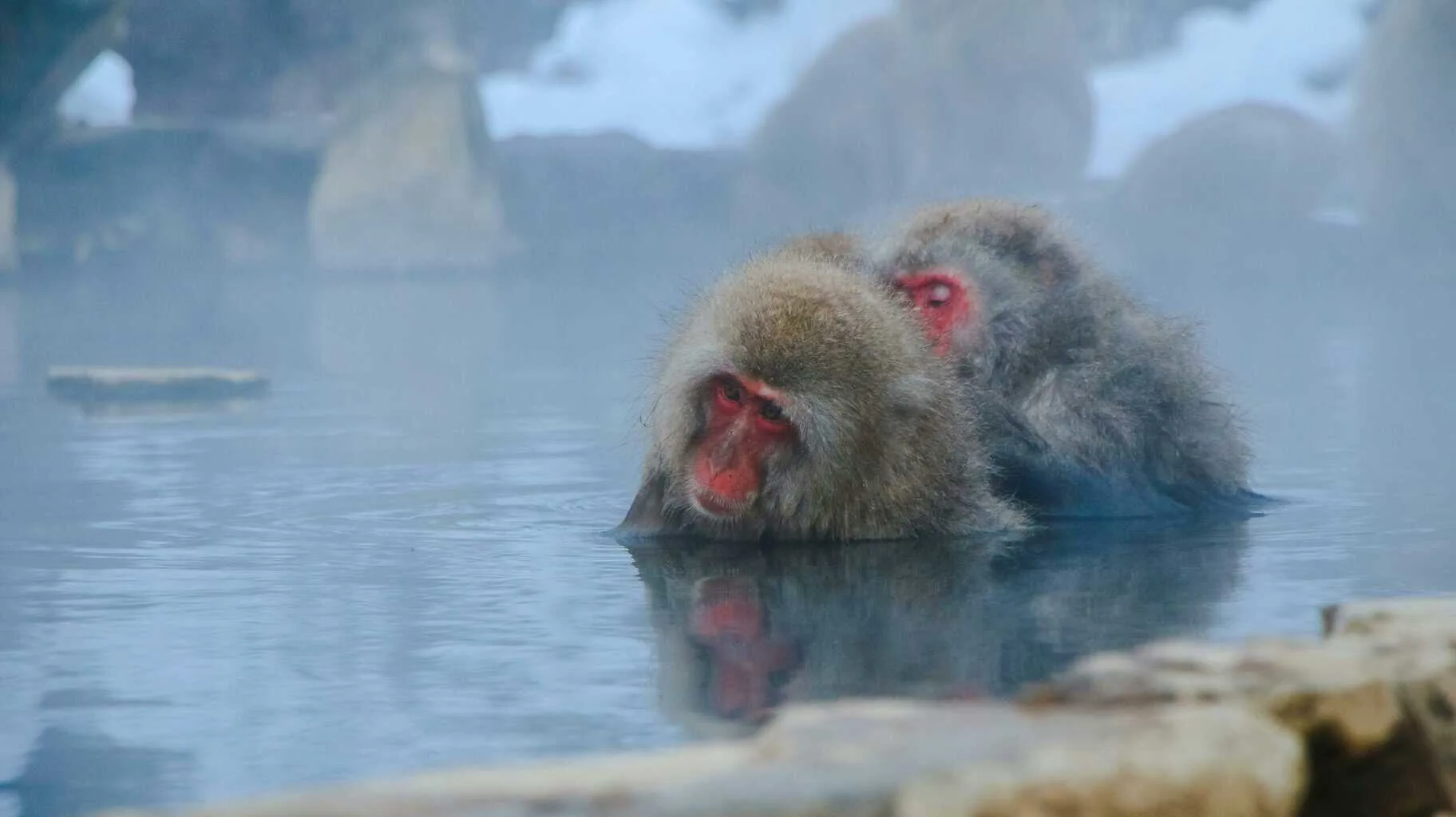 Japanese macaques sitting in a steaming hot spring pool in the snow