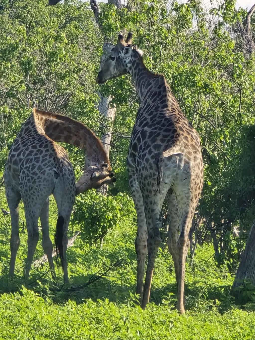 Two giraffes standing among green trees on a Chobe safari in Botswana.