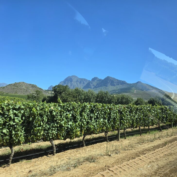 vineyard with mountain overlooking in Babylonstoren